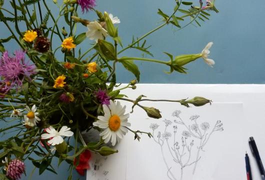 In to drawing wild flowers
